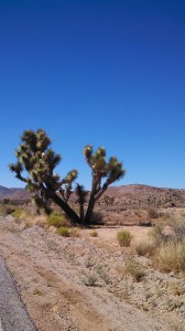 Yoshua Tree